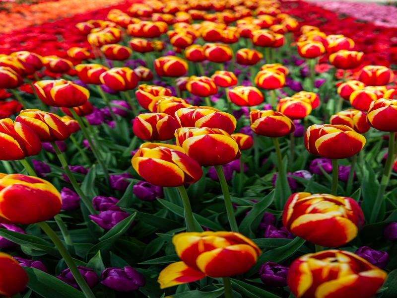 Keukenhof Gardens